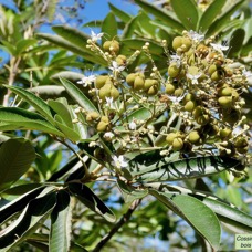 Cossinia pinnata.bois de Judas.sapindaceae.endémique Réunion Maurice.jpeg