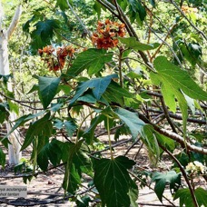 Dombeya acutangula. subsp. acutangula var.palmata.mahot tantan.malvaceae.endémique Réunion? (1).jpeg