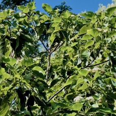 Dombeya populnea.bois de senteur bleu.mahot bleu. malvaceae.endémique Réunion Maurice..jpeg