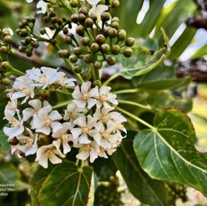 Dombeya populnea.bois de senteur bleu.mahot bleu.( inflorescences de fleurs mâles )malvaceae.endémique Réunion Maurice..jpeg