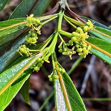 Elaeodendron orientale. ( Cassine orientalis ) bois rouge. ( fleurs ) celastraceae.endémique Réunion Maurice Rodrigues..jpeg