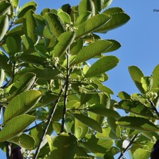 Elaeodendron orientale. ( Cassine orientalis ) bois rouge.( feuilles adultes et fleurs )celastraceae.endémique Réunion Maurice Rodrigues..jpeg