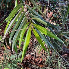 Elaeodendron orientale. ( Cassine orientalis ) bois rouge..( feuilles juveniles )celastraceae.endémique Réunion Maurice Rodrigues..jpeg