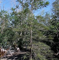 Elaeodendron orientale. ( Cassine orientalis ) bois rouge.celastraceae.endémique Réunion Maurice Rodrigues..jpeg
