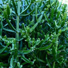 Euphorbia lactea.esquine.euphorbiaceae.cultivé.sténonaturalisé..jpeg