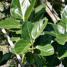 Ficus benghalensis .banian.figuier du Bengale. ( feuilles ) moraceae.espèce cultivée..jpeg