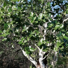Ficus benghalensis .banian.figuier du Bengale.moraceae.espèce cultivée..jpeg