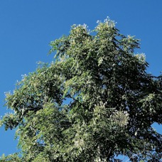 Millingtonia hortensis. ( houppier ) bignonaceae.espèce exotique cultivée potentiellement envahissante..jpeg
