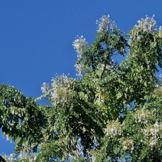 Millingtonia hortensis.bignonaceae.espèce exotique cultivée potentiellement envahissante. (1).jpeg