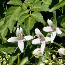 Millingtonia hortensis.bignonaceae.espèce exotique cultivée potentiellement envahissante..jpeg