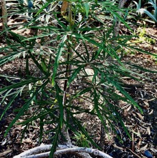 Ruizia cordata.bois de senteur blanc.bois de chanteur.( feuilles juvéniles )malvaceae.endémique Réunion..jpeg
