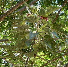 Ruizia cordata.bois de senteur blanc.bois de chanteur.malvaceae.endémique Réunion. (2).jpeg