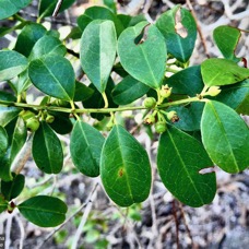 Scutia myrtina.bois de sinte.( avec fruits en formation et fruits verts )rhamnaceae.indigène Réunion.jpeg