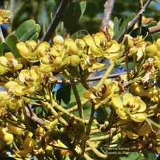 Senna siamea.cassia du Siam.fabaceae.exotique (1).jpeg