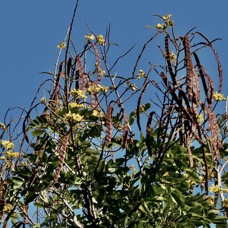 Senna siamea.cassia du Siam.fabaceae.exotique (2).jpeg