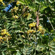 Senna siamea.cassia du Siam.fabaceae.exotique-1.jpeg