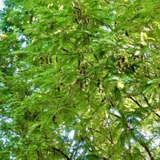 Tamarindus indica.tamarin des bas.fabaceae.cultivé. Tambourissa amplifolia..jpeg
