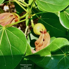 Thespesia populnea.porché.bois de peinture.( fruits en formation )malvaceae.espèce cultivée..jpeg