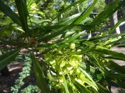 16 Dodonaea viscosa Bois d'arnette Fruits DSC07821