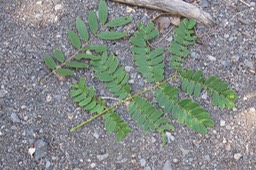 2 feuilles Cassia du Siam folioles alternes et Bois noir imparipenée bipennée IMG_1029