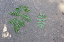 2 feuilles Margosier imparipennée bipennée et Neem imparipennéeIMG_1031