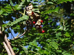 26 Adenanthera pavonina Bois noir rouge Fruits DSC07843