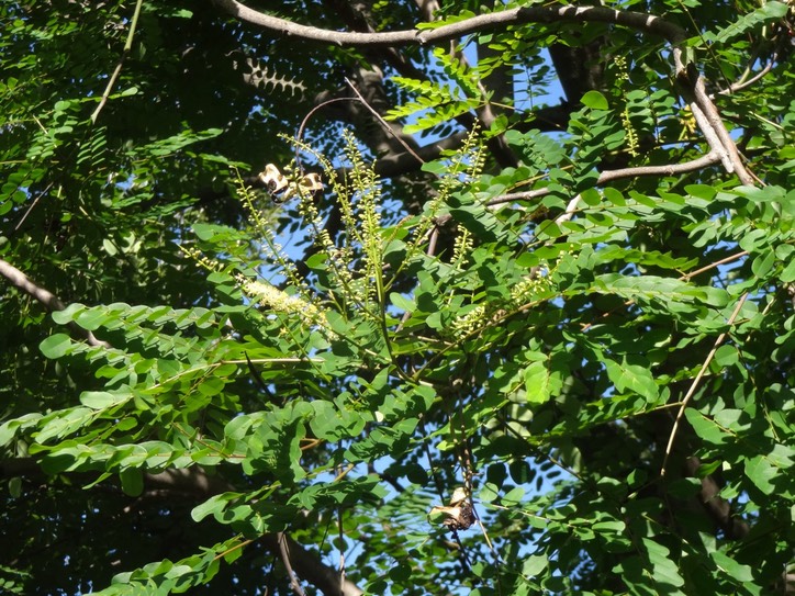 26 Adenanthera pavonina Bois noir rouge Fabacee Fleurs DSC07842