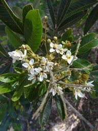 46 Cossinia pinata Bois de Judas Sapindacee Fleurs  DSC07908
