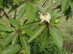 53 Foetida mauritiana Bois puant Lecythidacee Fleur DSC07746