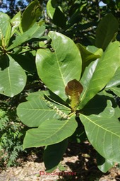Badamier - Terminalia catappa - Combrétacée- exo