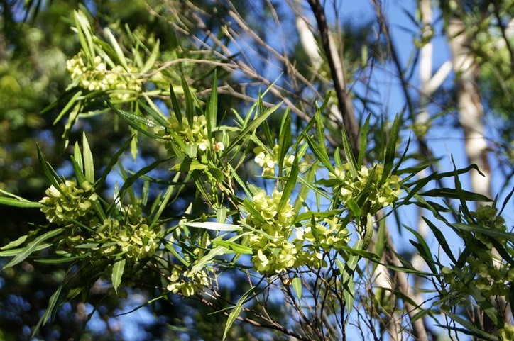 Bois d'arnette - Pied femelle - Dodonea viscosa- Sapindacée - I