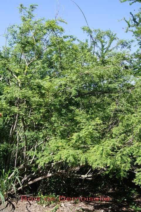 Bois de demoiselle- Phyllanthus casticum- Phyllanthacée-I