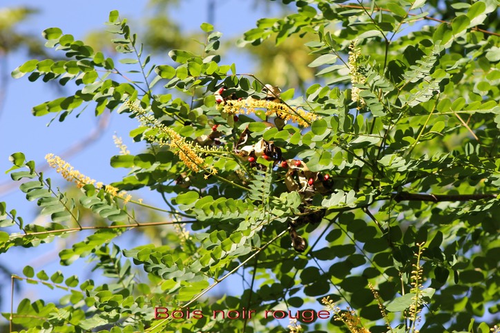 Bois noir rouge -Adenanthera pavonina - Fabacée - exo
