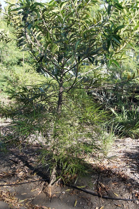 Bois rouge- Cassine orientalis- Célastracée - E masc