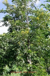Cassia de Siam - Cassia Siamea - Fabacée - exo