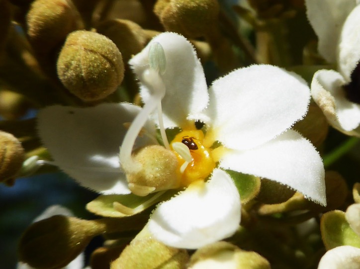 Cossinia pinnata nectaire jaune