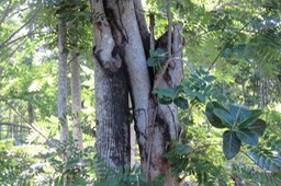 Ficus étrangleur dans le tronc de Kassia du Siam IMG_1025
