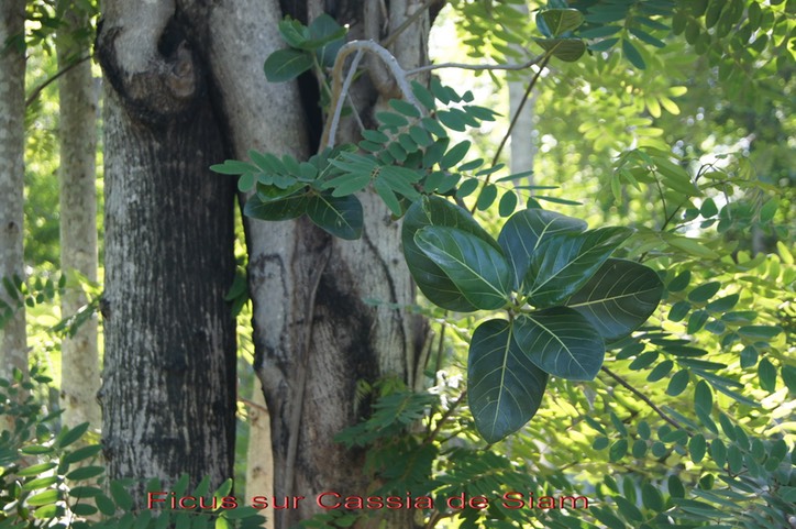 Ficus sur Cassia de Siam