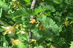 Fleurs du Tamarin Tamarindus indica IMG_1039