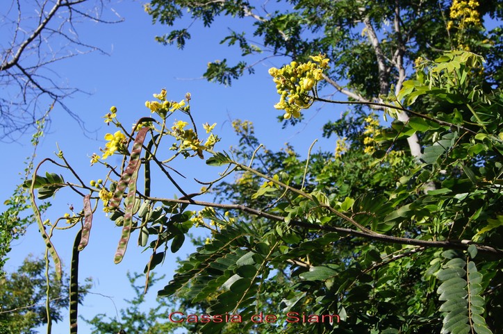 Fleurs et fruits ou gousses du Cassia de Siam