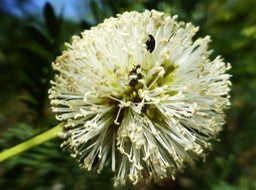 Leucaena leucocephala (1)