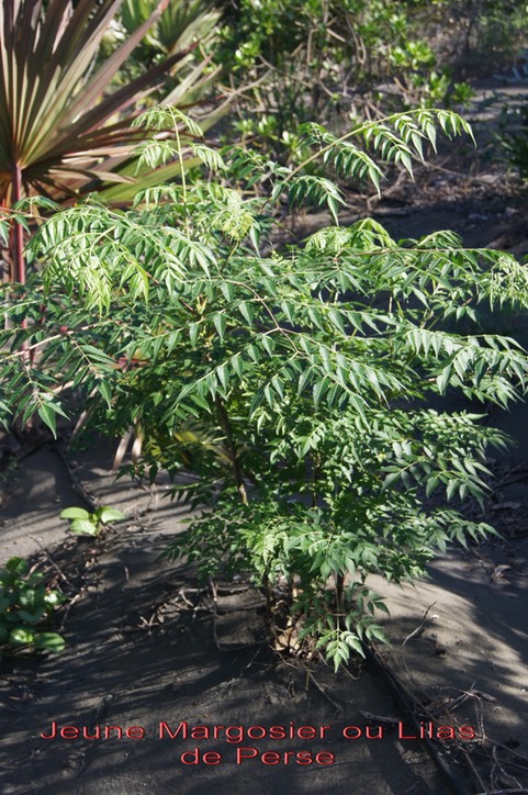 Margosier ou Lilas de Perse - Melia azedarach-Méliacée - exo