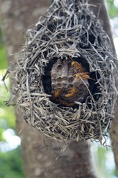 Nid de guêpes dans un nid d'oiseau