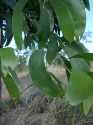 04 4 Acacia auriculoformis Fabacée DSC06370