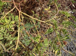 14 2 Tephosia purpurea Lentille marron Fabacée DSC06383