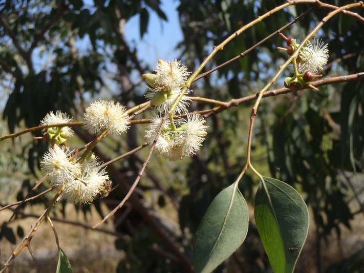 15 2 Eucalyptus  Myrtacée Fleurs DSC06385
