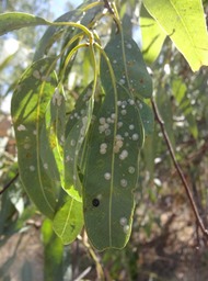 15 3 Eucalyptus  Feuille  avec cochenilles et coccinelle DSC06424