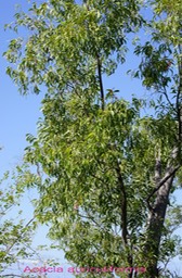 Acacia auriculiformis- Fabacée- exo - Australie Papouasie