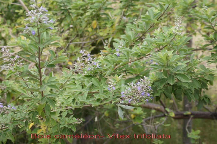 Bois caméléon ou Bois cabri- Vitex trifoliata - Verbénacée - exo