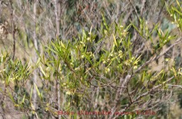 Bois d'arnette - Dodonaea viscosa- Sapindacée - I